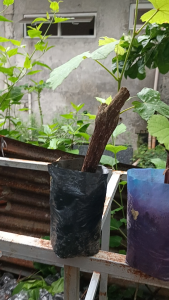 CARDINAL PLANTS  RED GRAPES SEEDLINGS  ROOTED MATAMIS AT MALAKI ANG BUNGA.