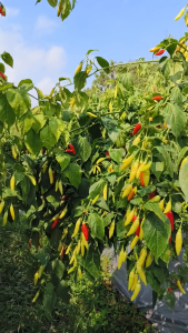 Benih Cabe Kaliber 10 Gram Original Pabrik Wijitani