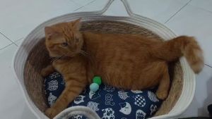 Cat Scratch Cane Made Stronger Foundation Cat sleep rest play