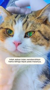 Petclear “Buy 2 Get 1 free" Pet Ear Drops (60ml) Cat and Dog Ear cleaner Anti-mite Deodorant Ear cleaner to remove odors