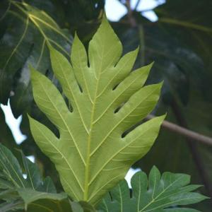 daun sukun fresh baru di petik 500 gram