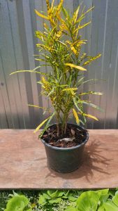 โกสนแส้ม้า 5.5 นิ้ว ต้นโกสน แตกรากและถูกถูกให้งานในถุงหรือกระถาง