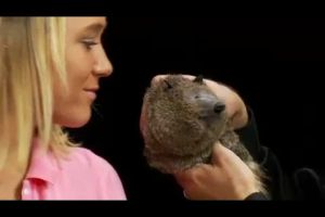 Boneka Racoon - Racoon Doll - Boneka Hidup - Alat Sulap Boneka - KZ042