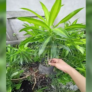 Trúc Bách Hợp cực đẹp - Phất Dụ Trúc - Trúc Phát Tài lá ngắn