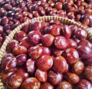 JENGKOL TUA DAN BESAR RP 39.900 / KG