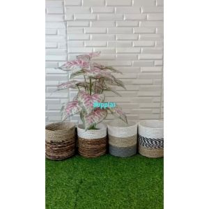 Pohon Artificial Tanaman Hias Calladium Pink X18 Semilatex Cover Pot Anyaman Seagrass Variasi Warna Dekorasi Ruang Tamu
