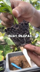 Tray Semai 288 Lubang Traypot Hidroponik - Kardus 100 pcs