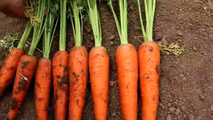 3000seeds Carrots Seeds (High Germination)  Kuroda Carrot Vegetable Seeds - Basic Farm House-A638