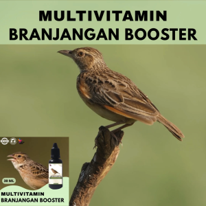 Vitamin Burung Gacor 30 ml Untuk Branjangan/ Vitamin Penggacor Burung Rekomendasi Burung Kicau