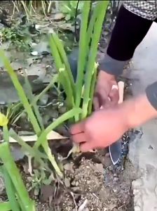 Ready Stock Garden Shovel Planting Shovel Flower Growing Tool Agricultural Vegetable Growing Tool