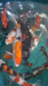 KPK – King Pro Koi | Pakan Koi Premium untuk Pertumbuhan Cepat & Warna Cerah | Pelet Apung 5mm 1Kg