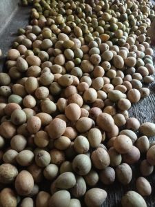 sawo simadu madu segar 1kg khas pangandaran