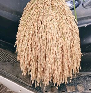 Benih padi Bertangkai Gendengan/ranggeeuyan Per ikat isi sekitar 25-30