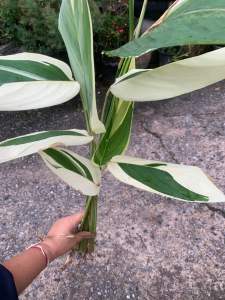 #ต้นสาคูด่าง ต้มไม้มงคลปี2025 👉 👉จัดส่งแบบเหง้าพันธุ์ จำนวน 3 เหง้า 100 บาท