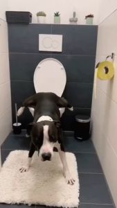 ขจัดกลิ่นและฆ่าเชื้อ 1 วินาที KiMi สเปรย์ดับกลิ่น ดับกลิ่น สเปรย์ดับกลิ่นฉี่แมว สเปรย์ดับกลิ่นสัตว์เลี้ยง ดับกลิ่นทรายแมว สเปรย์ดับกลิ่นสุนัข กลิ่นหอมและไม่มีพิษ