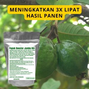 Pupuk Booster Jambu Biji Pelebat Organik Cepat Berbuah Lebat Besar Anti Rontok Pembesar Jambu Biji