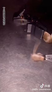 ARDIGI Rat Catcher Mouse Trap: Reusable & Durable Snap Trap Design