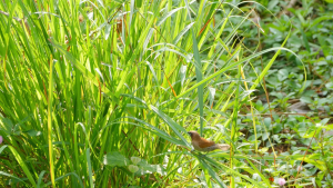 ตะไคร้ผงแท้ 100% ผงตะไคร้ ผงชงดื่ม ผงปรุงรส ส่วนผสมในการประกอบอาหาร Lemongrass Powder ตรากอเงินฟาร์ม ขนาด 500 กรัม