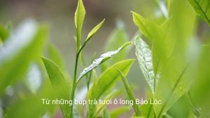 Gói 100g Trà ô long/oolong/olong Quê Ta vị đậm đà tự nhiên