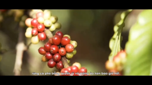 Real Bean Coffee Beans 500G