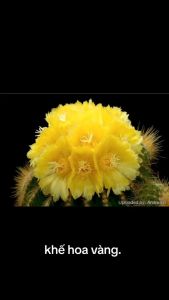 XƯƠNG RỒNG KHẾ HOA VÀNG -Tặng kèm chậu nhựa nhỏ
