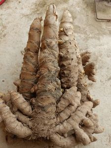 ขมิ้นอ้อย หรือ แม่ขมิ้น 1 กิโลกรัม