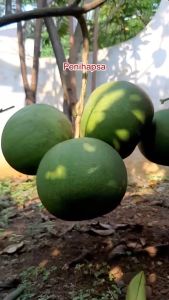 Bibit Jeruk Bali Madu Jumbo Hasil Okulasi Siap berbuah