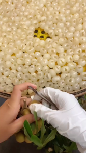 ลำไยอบแห้งเนื้อสีทอง ลำไย ลำไยอบแห้ง ลำไยอบ ขนาด 500กรัม/250กรัม/100กรัม อร่อย  พร้อมทาน