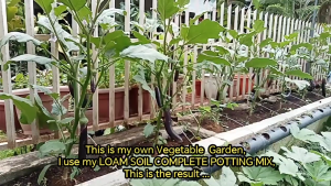 1 Sack Loam Soil 19kg Complete potting mix