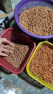 RUDRAKSHA KECIL 10PCS JENITRI SUDAH DI LUBANGI