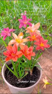 Combo 20 củ hoa huệ mưa mix màu-dể trồng nhanh ra hoa