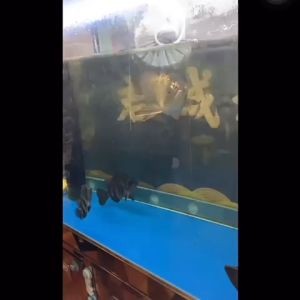 Aquarium Adjustable Seahorse Corner Brush Aquarium Cleaning Tools Algae Berus Fish Glass TankY鱼缸除藻工具(READY STOCK)