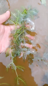 CÂY RONG TRỨNG – RONG THỦY SINH ĐẸP DỄ TRỒNG LÀM ĐẸP HỒ CÁ