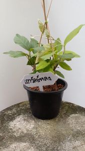 ต้นเถาวัลย์หลง เถาวัลย์เงิน ในกระถาง 8นิ้ว. เครือเขาหลง เครือเถาหลง ดอกสีขาว