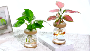 6PCS Water Plant Pot Plastic Transparent Hydroponic Small Pots for Indoor Water Garden or Plants Lazy Flower Pot Automatic Water Absorbing Self-Watering Flowerpot Soilless Planting Gardening Planter Home Decor