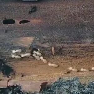 Cairan Racun Pembasmi Rayap Kayu & Tanah Membunuh Sampai Ke Sarang Gratis Ongkir