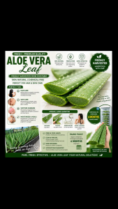 Fresh Aloe Vera plant leaf from Philippines 7 days fresh