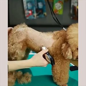 Tông đơ cạo cắt lông cho chó mèo Hàng Full Box - Kèm 8 phụ kiện - Bảo hành uy tín