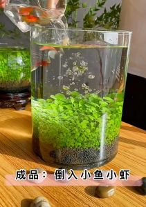 3-5 กรัม เมล็ดพันธ์ู่ เป็นไม้น้ำ 3-5 กรัม ดินปลูกในน้ำ เมล็ดไม้น้ำ 3-5 กรัม ใช้เมล็ดพันธ์ู่ 3-5 กรัม ของ 3-5 กรัม