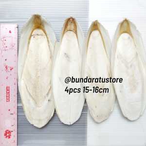 4pcs size 15-16cm Tulang Sotong putih kering Cangkang Cumi Murni Alami Cuttlefish Bone