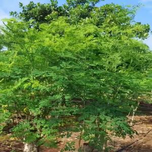 lá Chùm Ngây|  lá khô | bột sấy lạnh và phơi nắng | hạt giống