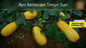 10 Biji - Benih Timun Suri SURINA F1 - Panen Kurang Dari 2 Bulan - Bibit Sayuran - Benih Sayuran