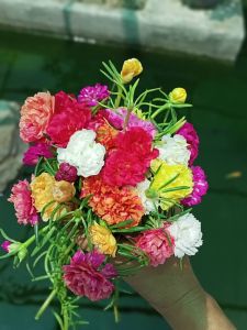 แพรเซี่ยงไฮ้ (50 กิ่ง คละทุกสี) กิ่งพันธุ์แพรเซี่ยงไฮ้ ตัดสดใหม่ คุณนายตื่นสาย