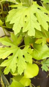 Kem Dưỡng ẩm và cân bằng độ pH trên da  Kiểm soát dầu và bã nhờn Giúp da trắng sáng chuyên dùng ban đêm