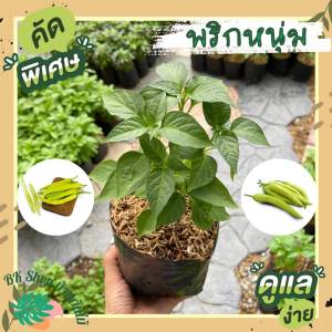 พริกหนุ่ม ต้นกล้า ขนาดถุงดำ / กระถาง 6 นิ้ว ผักสวนครัว ผักสวนครัวปลูกง่าย ผักสวนครัวพร้ออร์แกนิก