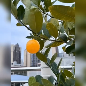 Fruit fly trap small flying insect killer indoor removal of flying insects nemesis of flying insects.