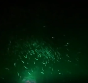 12V Lampu Pancing Bawah Air / Ikan Lampu LED Dalam Air / Fish Finder Lamp