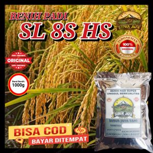 Benih/Bibit Padi SL 8SHS Benih Padi Super Unggul Berkualitas KEMASAN 1KG