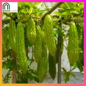 BinhiPLAZA™ - Premium Ampalaya Bitter Gourd (4 Seed) for Planting Vegetable Plants + Instructions High-Yield Commercial