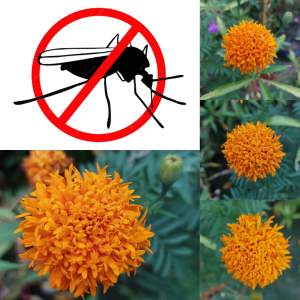 marigold 10 seeds for planting bear anti mosquito flower plant